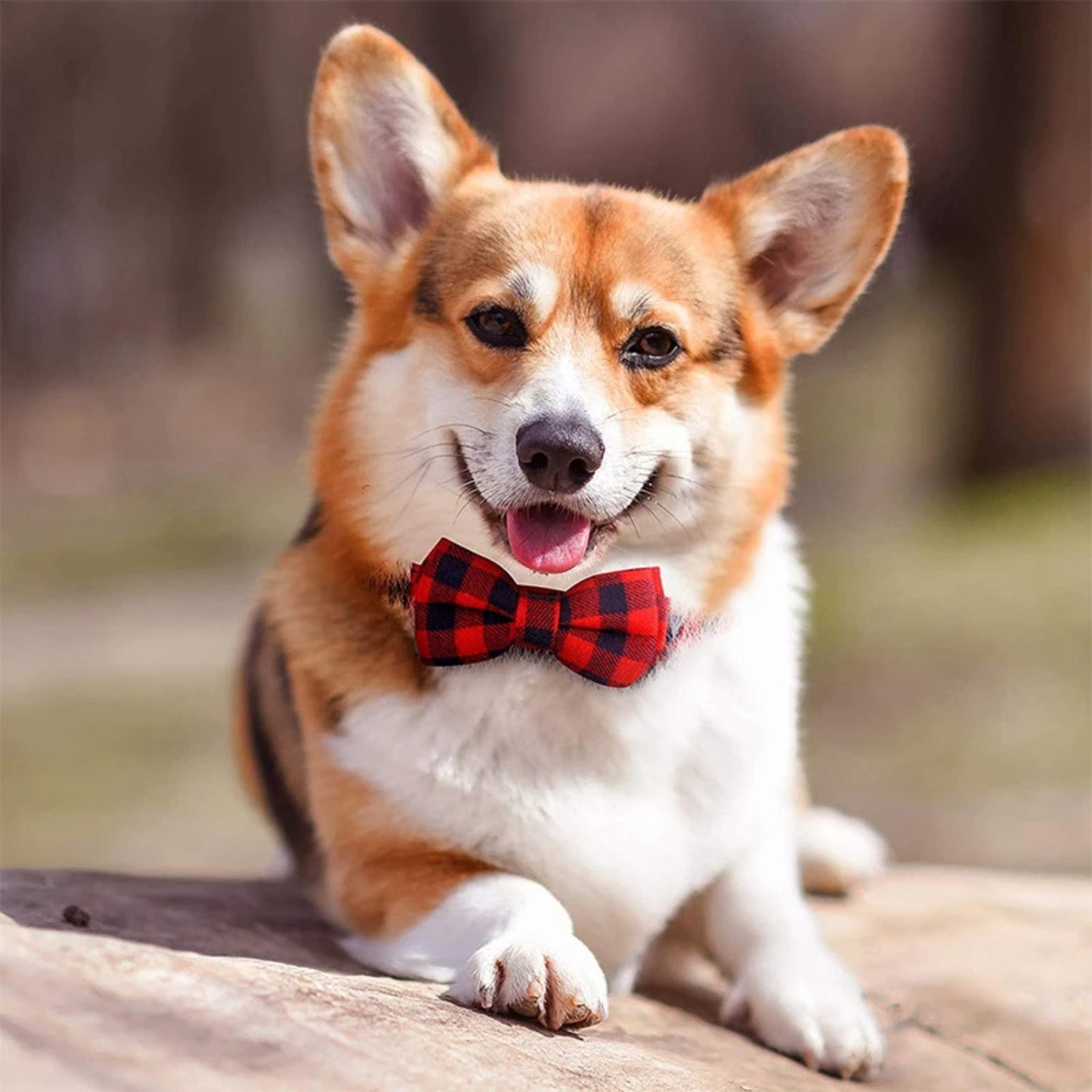 Dog Bow Tie  Collar Bowtie For Dogs